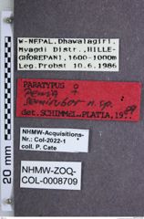 Etiketten zu Penia semirubra (NHMW-ZOO-COL-0008709)